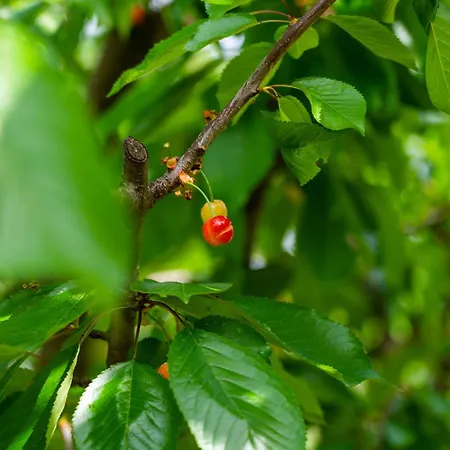 Ifi Vakantiehuis Mostar